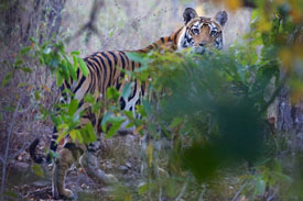 tiger